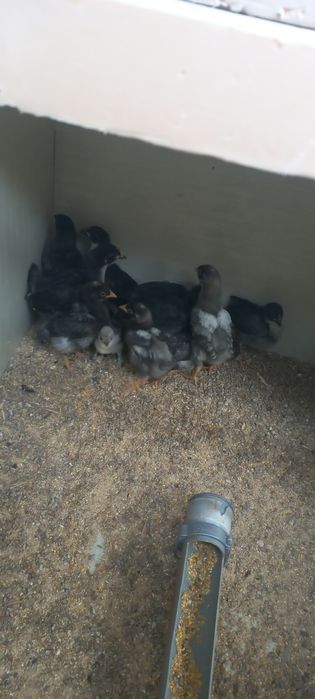 Жужалар сотилади