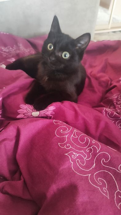 Котенок ищет дом