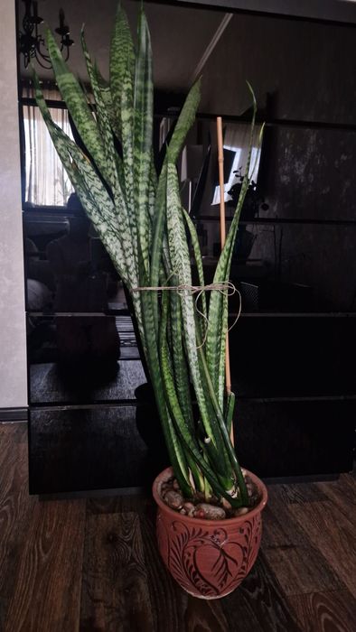 Сансиеверия (  щучий хвост)