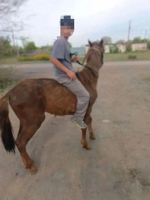 Продам лошадь (жеребец жорга)