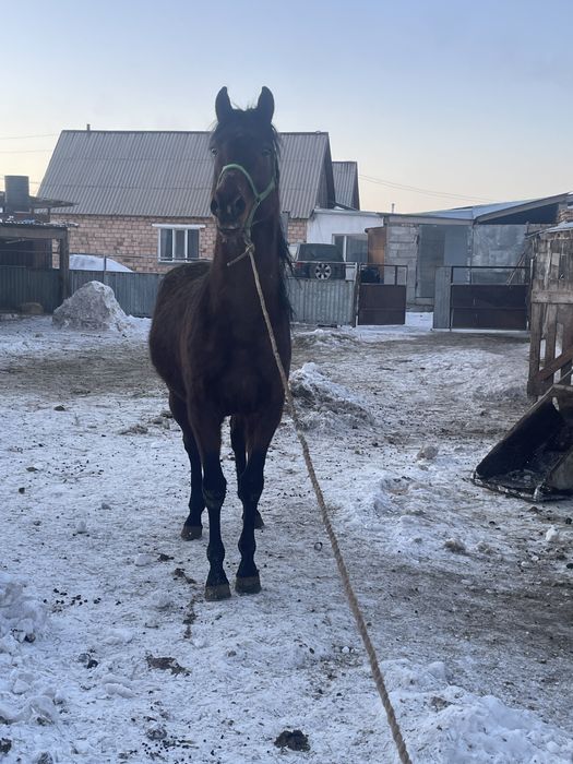 Продается жеребец