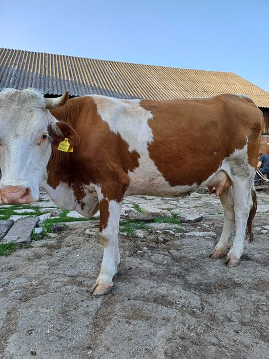 Vaci de vânzare la Vama Buzaului-Acriș