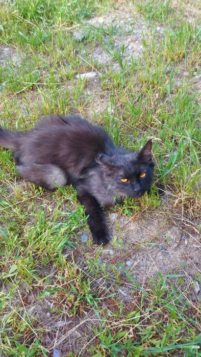 Котенок бесплатно. Оченб ласковый. Потерялся