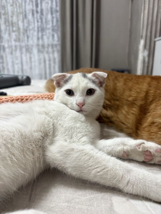 Отдам кота в добрые руки
