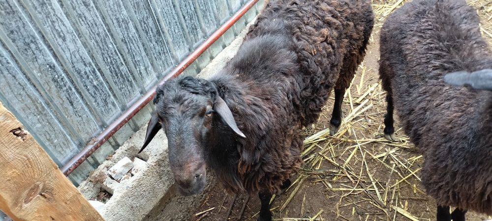 280000.Продам баранов токты