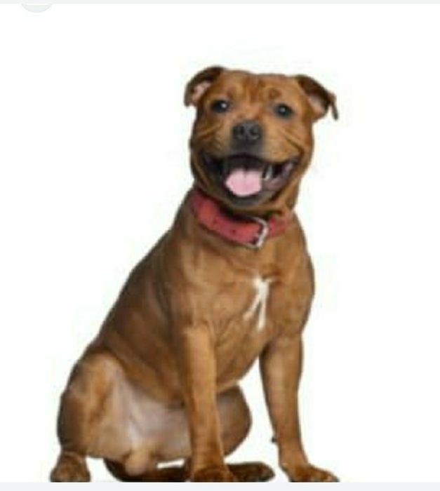 Собак ротвейлер...