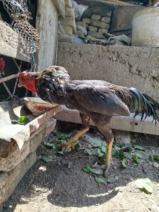 Dakan xoʻroz sotiladi 2 dona bor