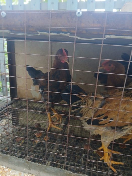 Продам кучинскиих кур
