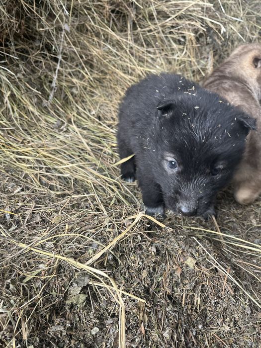 Продаю щенков хаски