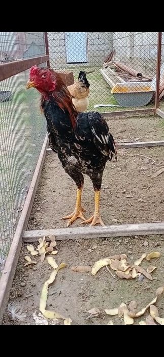 Петух бойцовые срочно