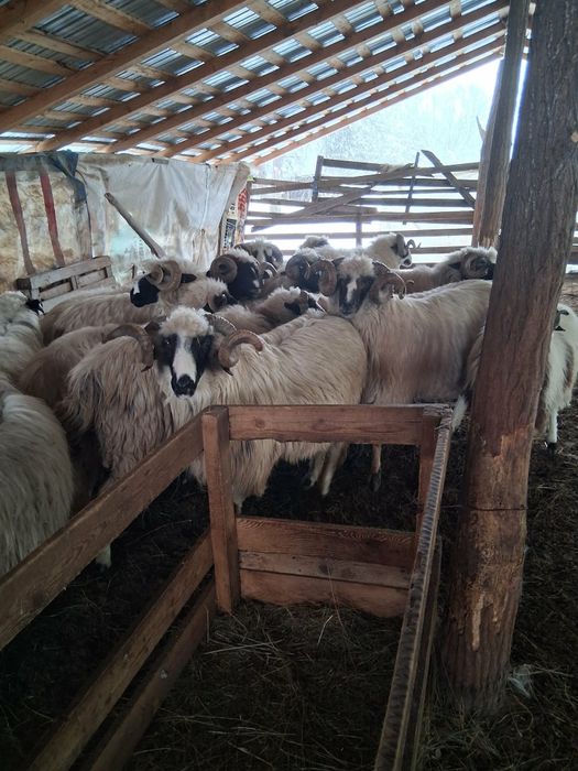 Vând berbeci  brezi