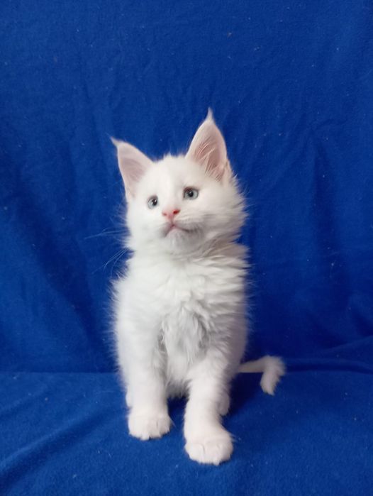 Мейн Кун котятки