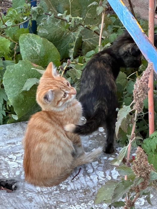 Котята в ДОБРЫЕ руки!