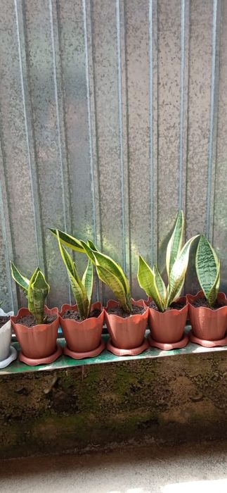 Цветы домашние, офисные