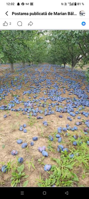 prune pentru țuică