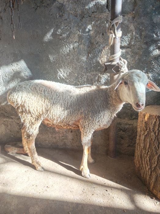 Кошкар сатылады семыз