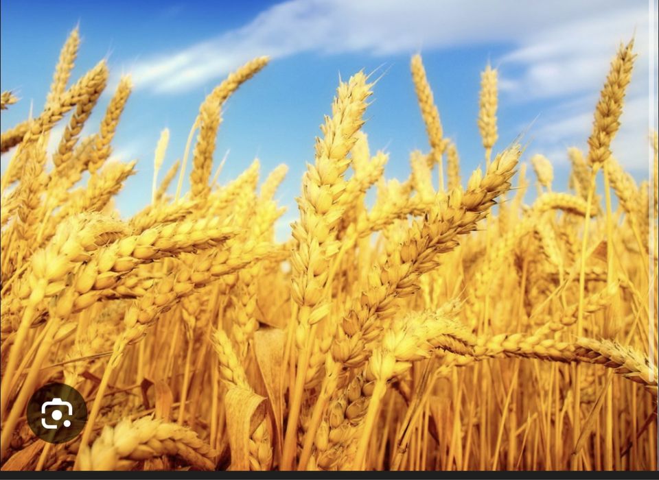 Продам пщеницу чистая!