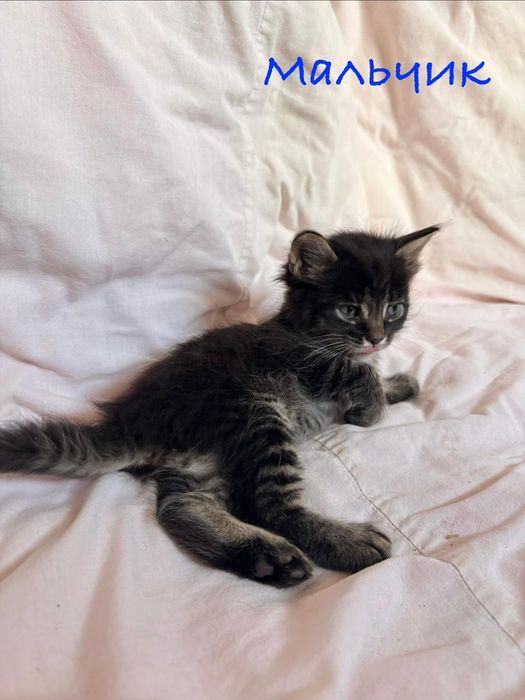 Дарю котят!      .