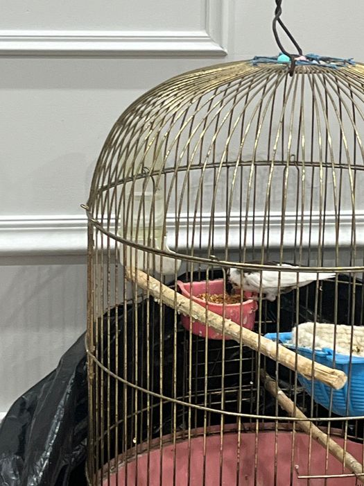 Японские амадин .