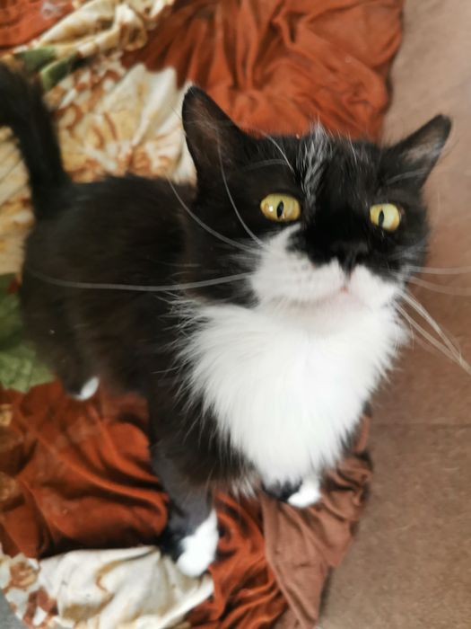 Котка за осиновяване