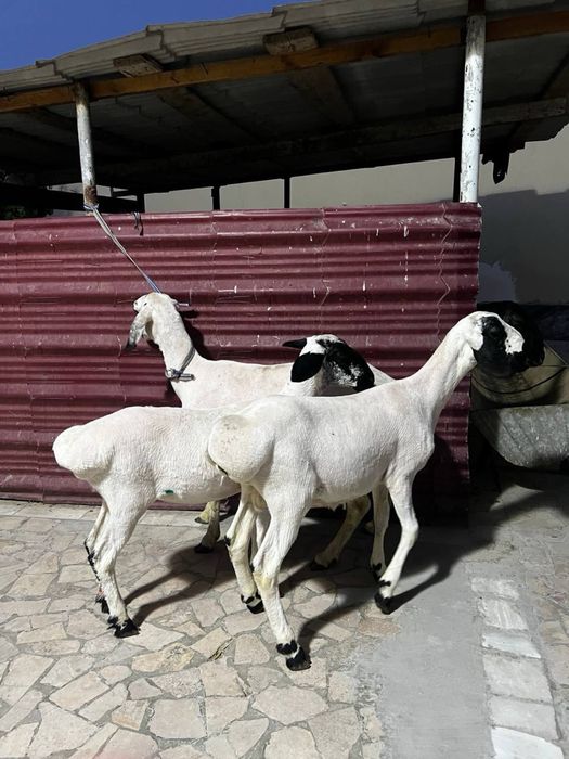 Ona bola qo’y sotiladi