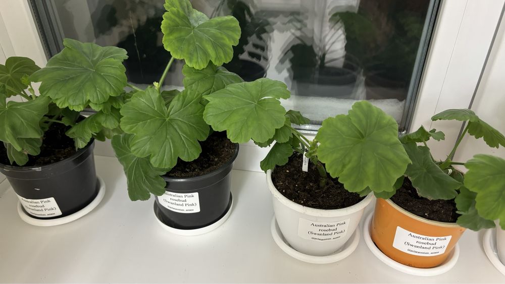 Пеларгония сортовая Australian pink rosebud