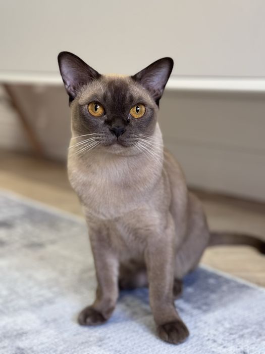 Продам кошку породы Бурма