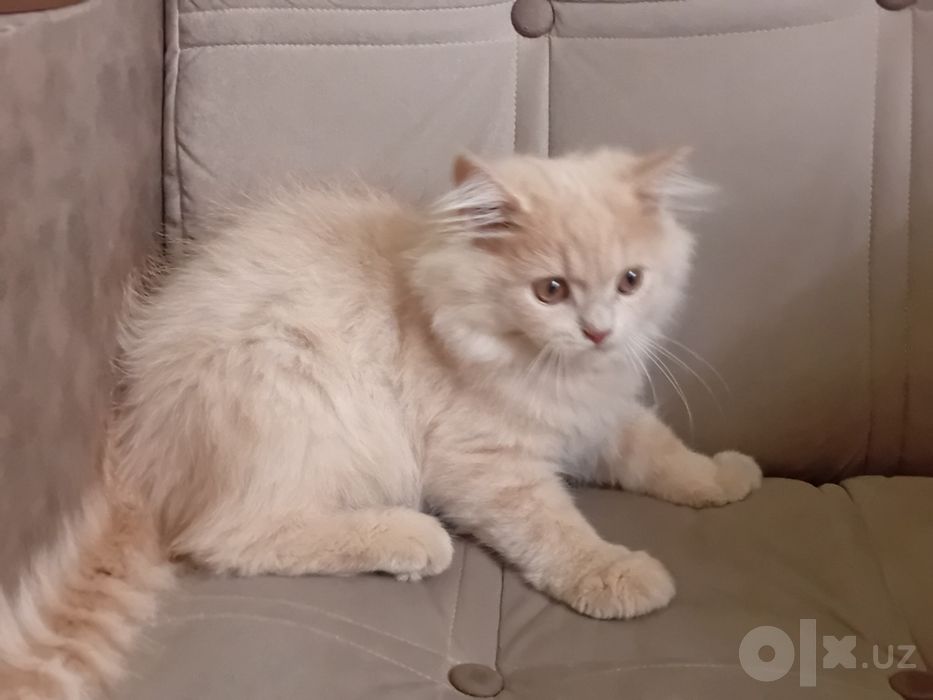Продается котенок