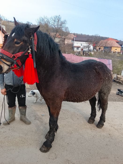 Vând mânz de un an jumate