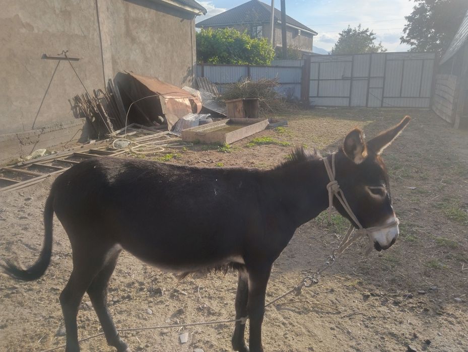 Ишачку продаю черная