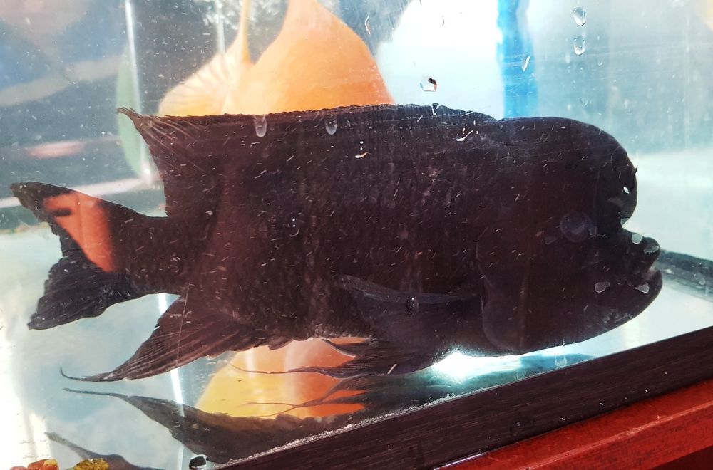 Аквариумные рыбки