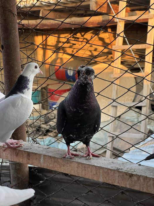 Шейка голубка жук самец бакинцы