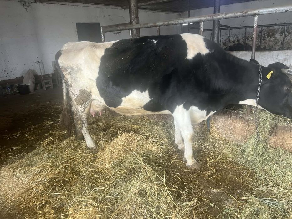 Vând vaca de lapte olandeza