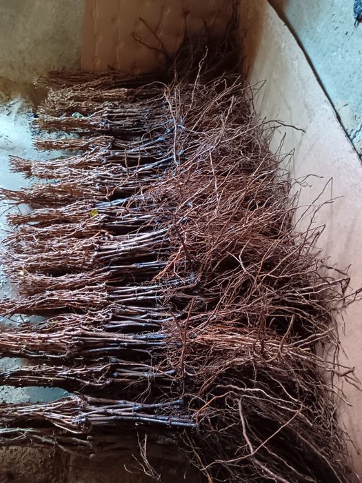 Butași vita de vie altoita