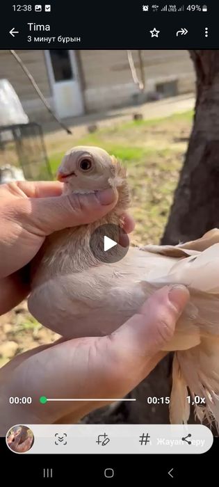 Көгершін, Голуби