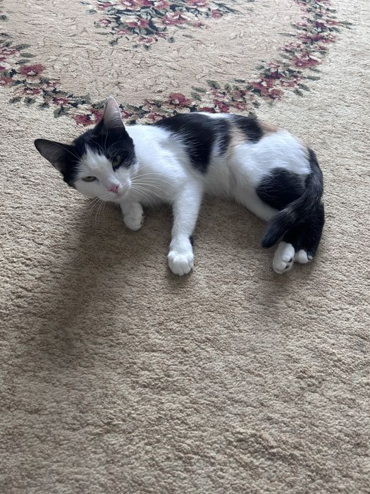 От кошку в добрые руки