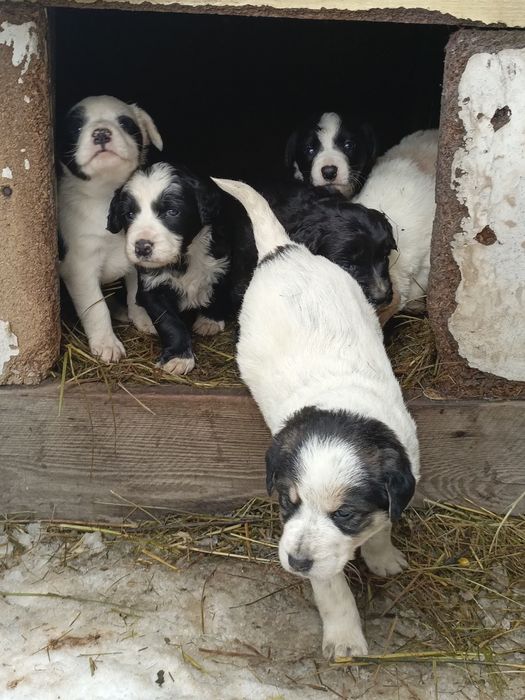 Щенки бесплатно!!! Срочно!