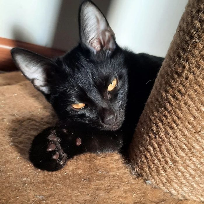 В добрые руки, кот, красавец Сириус