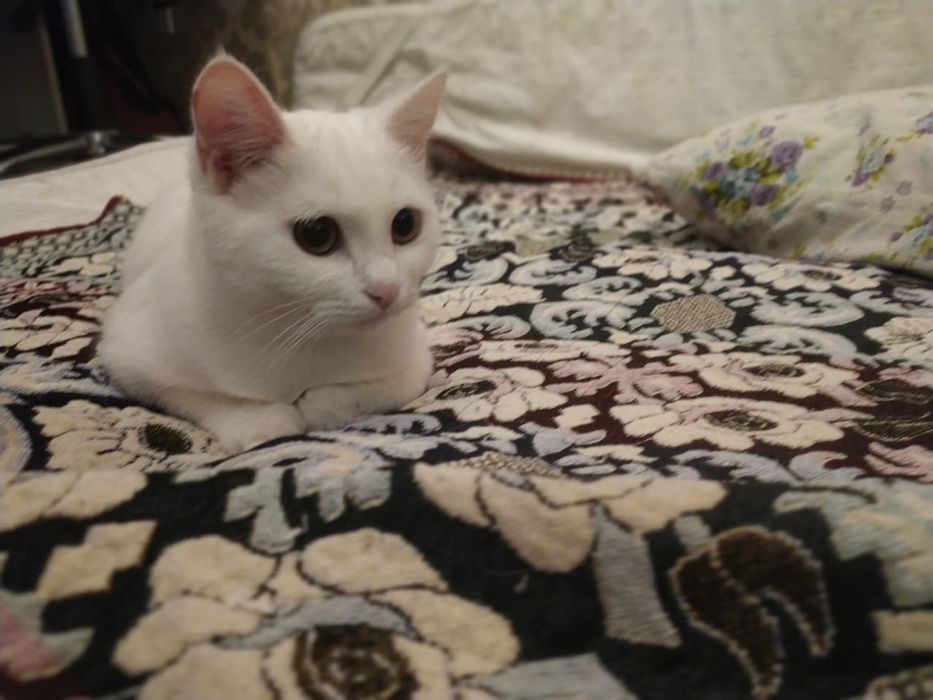 Котенок-мальчик , 9 месяцев