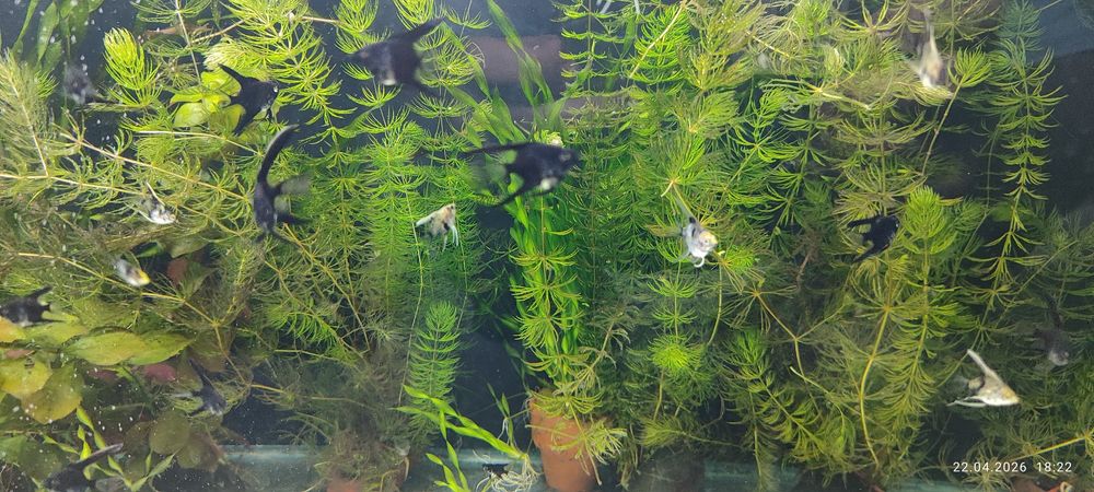 Скалярии ( мраморные, черные, вуалевые) .