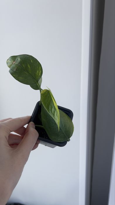 Голдфингер голдфингер