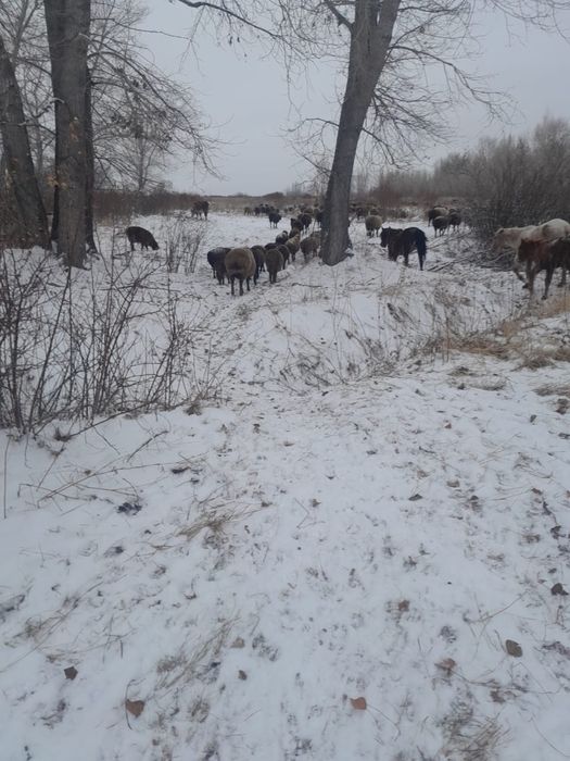 Продам 100 баранов яловы