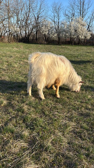 Capre de vanzare, SE VAND SI SEPARAT!