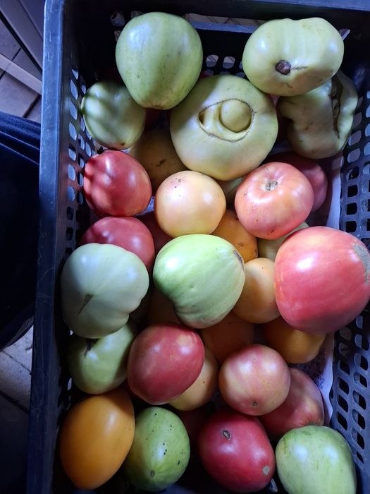 Продам домашние помидоры