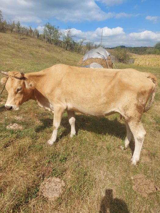 Vand vaca pentru abator