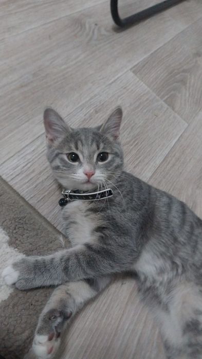 Котёнок в добрые руки