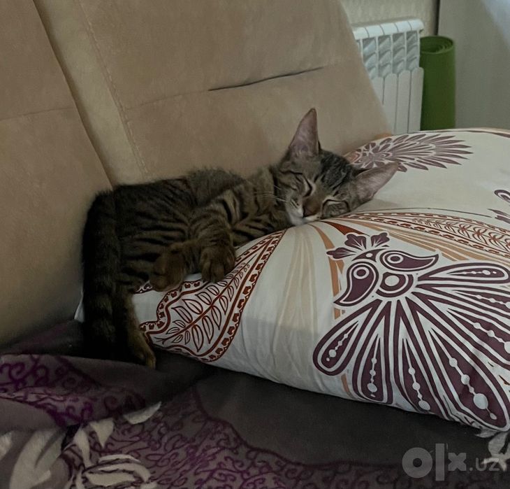 Отдам котенка даром