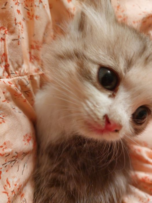 Отдам котят в добрые руки