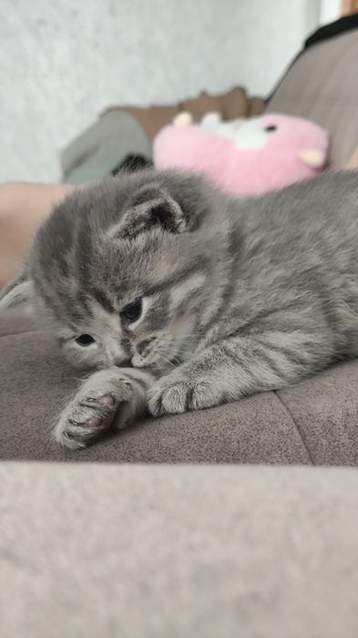 Шотландский прямоухий