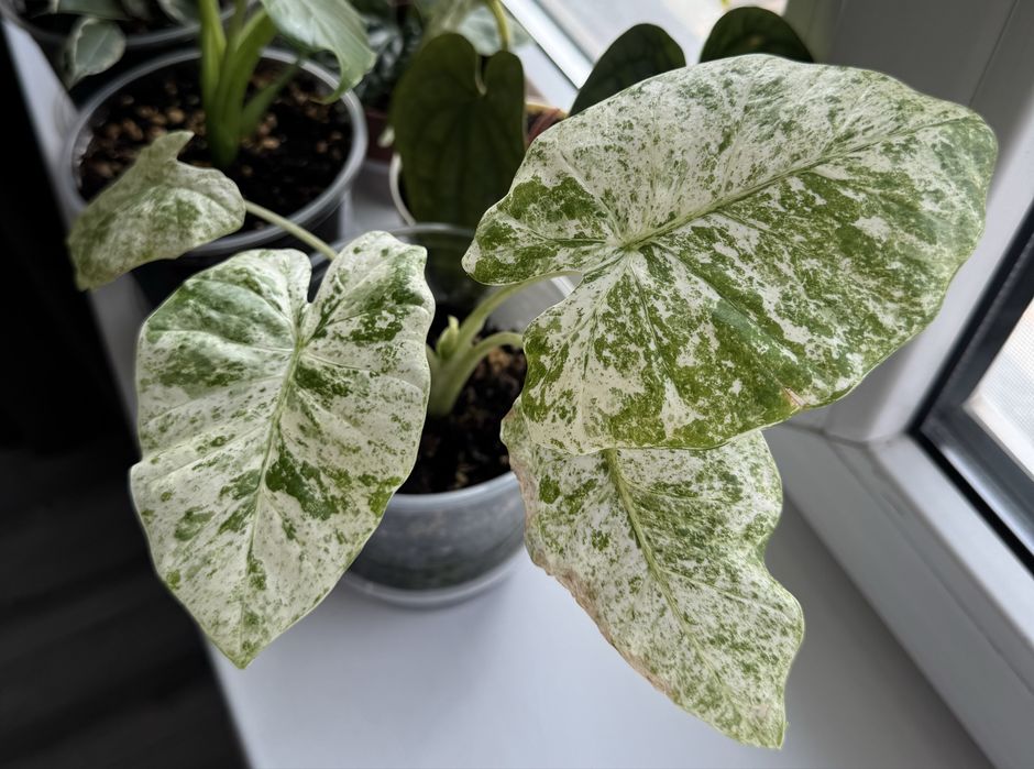 Комнатные растения